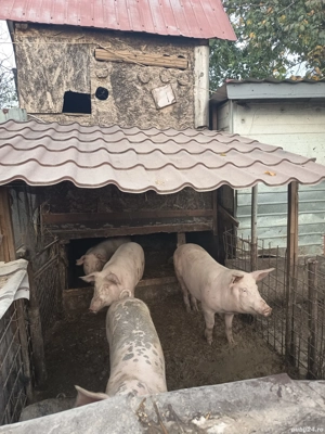 porci de vânzare Teleorman  - imagine 4