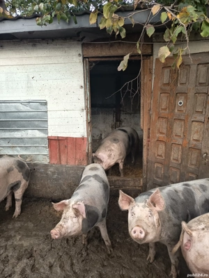 porci de vânzare Teleorman  - imagine 3