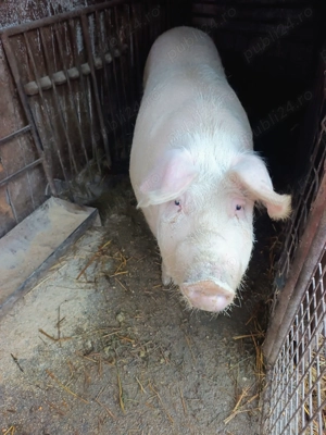 Porci pentru Crăciun diferite rase ( Pietrain, Landrace, Duroc). - imagine 2