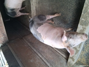 de vânzare porci - imagine 3