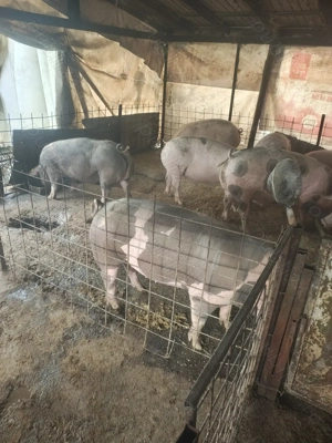 Vând porci de carne  - imagine 3