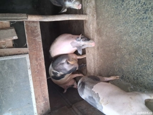 de vânzare porci - imagine 2