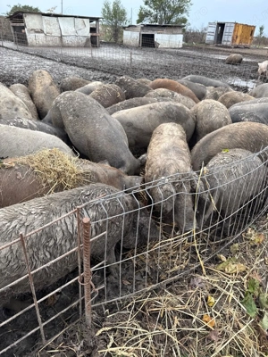 Porci mangalita 70-100 kg - imagine 5