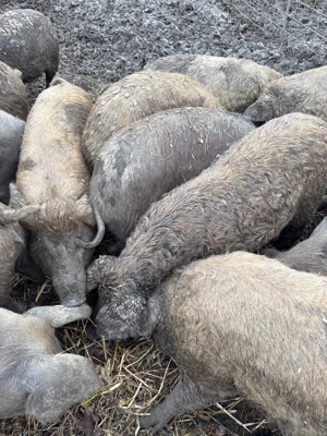 Porci mangalita 70-100 kg - imagine 4