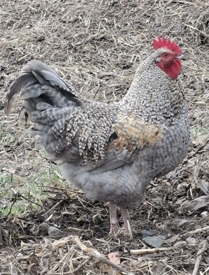 Vând cocoși tineri din primăvară - imagine 3