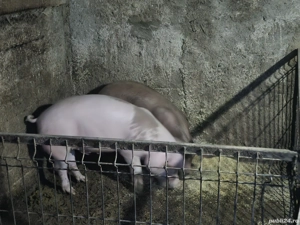 Porci de la 60 kg la 250kg ,primesc arvuna pt Craciun