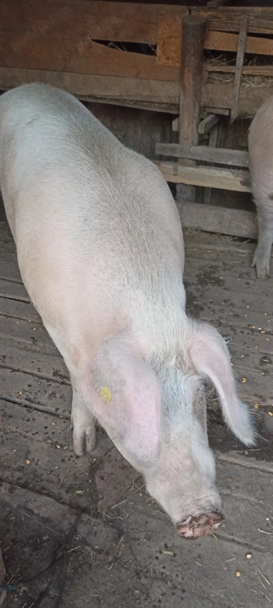 Porci de vânzare peste 200kg - imagine 4