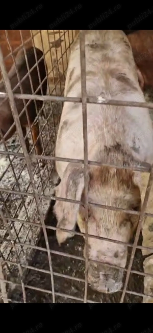 Porci crescuți natural