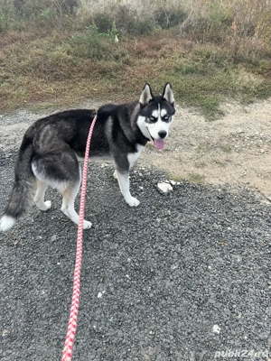 husky siberian