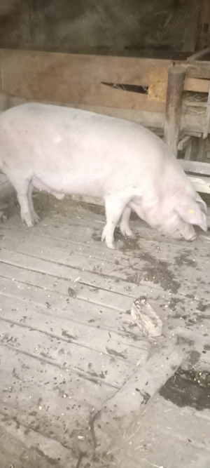 Porci de vânzare peste 200kg