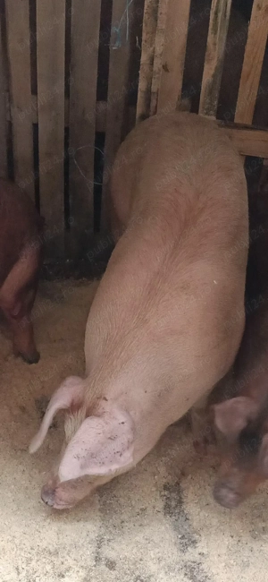 Porci crescuți natural - imagine 3