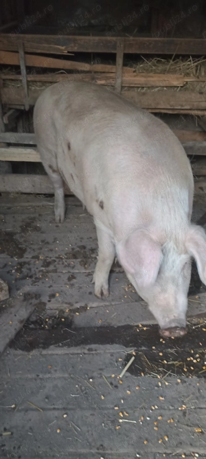 Porci de vânzare peste 200kg - imagine 3