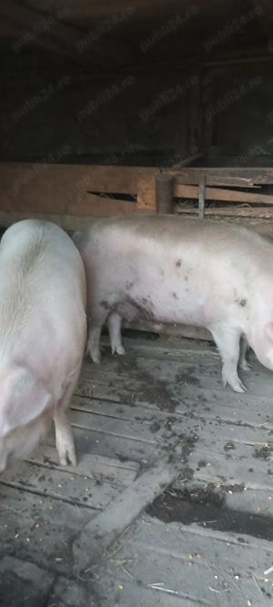 Porci de vânzare peste 200kg - imagine 7
