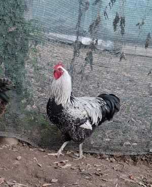 Vând cocoși tineri din primăvară - imagine 4