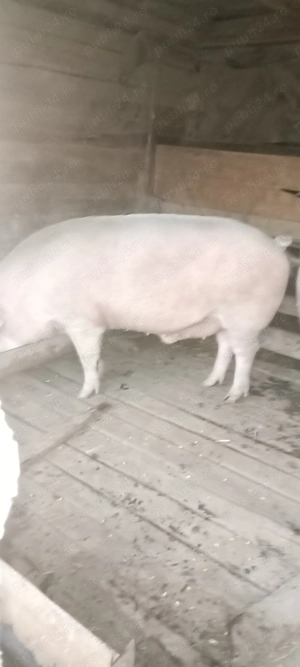 Porci de vânzare peste 200kg - imagine 8