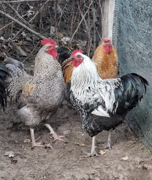 Vând cocoși tineri din primăvară - imagine 5