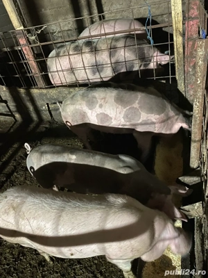 purcei de vanzare  - imagine 3