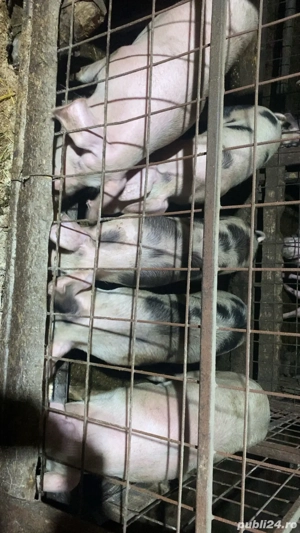 purcei de vanzare  - imagine 4