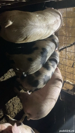 purcei de vanzare  - imagine 5