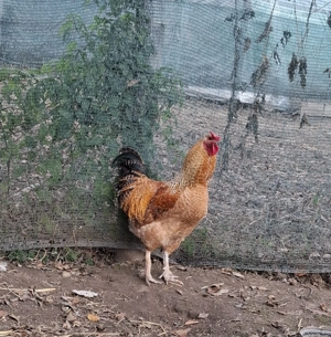 Vând cocoși tineri din primăvară - imagine 2