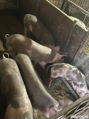 purcei de vanzare  - imagine 2