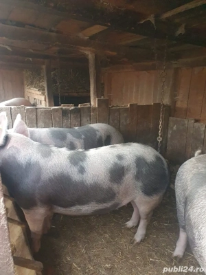 Vand  porci de carne 