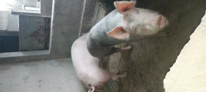 Porci de vânzare  - imagine 2