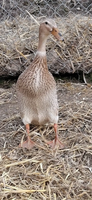 Rață indiană alergatoare 80 lei  - imagine 3