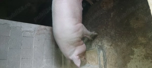 Porci de vânzare 