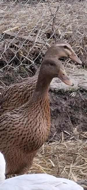 Rață indiană alergatoare 80 lei  - imagine 2