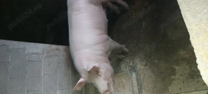 Porci de vânzare  - imagine 5