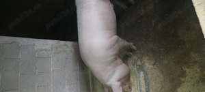 Porci de vânzare  - imagine 4