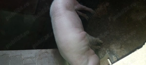 Porci de vânzare  - imagine 3