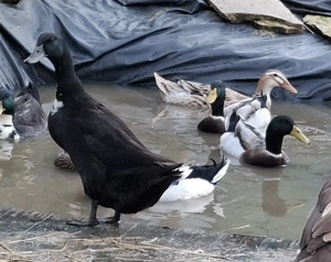 Rață indiană alergatoare 80 lei  - imagine 5