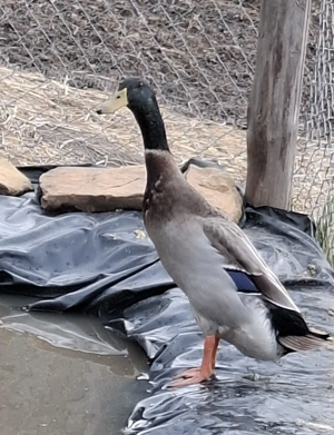 Rață indiană alergatoare 80 lei 