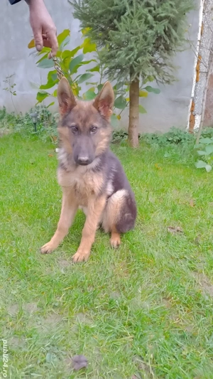 Pui ciobanesc german