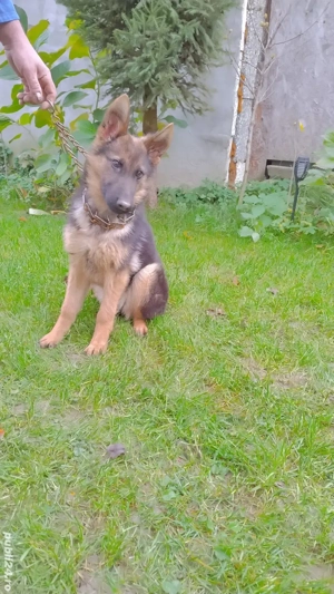 Pui ciobanesc german - imagine 2