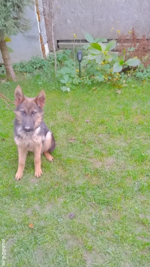 Pui ciobanesc german - imagine 3