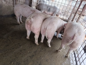 Vând porci pentru sacrificat