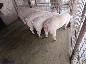 Vând porci de tăiat - imagine 5