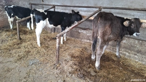 Vând taurasi si vitele 