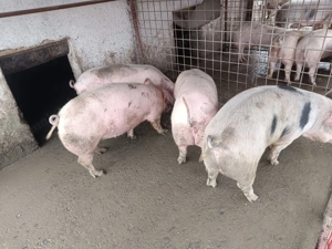 Vând porci de tăiat