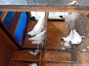 Vând  porumbei  - imagine 2