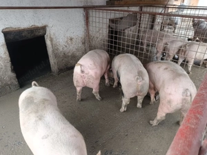 Vând porci de tăiat - imagine 3