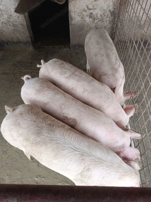 Vând porci de tăiat - imagine 7