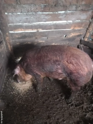 vier duroc - imagine 2