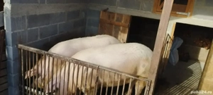 porc de vânzare aproximativ 300 kg