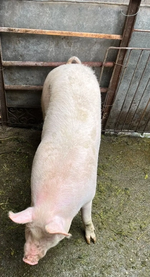 Vand porc pentru sacrificat