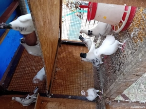 Vând  porumbei  - imagine 3