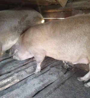 Vand 2 porci ,crescuți bio,rasa duroc - imagine 3